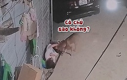 Chú chó xin lỗi rối rít vì vô tình đốn ngã cô chủ