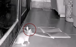 Con chuột IQ 2000 khiến chủ nhà bất lực khi đặt bẫy bắt