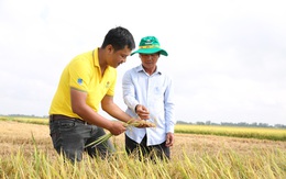 Bí quyết giúp công ty Phân bón Cà Mau vượt khó