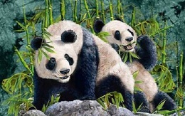 Mắt 10/10 mới thấy 7 chú gấu trúc đang lẩn trốn trong tranh