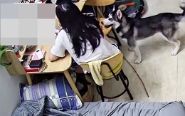 Husky làm đủ trò để được quan tâm khi bị cô chủ ngó lơ