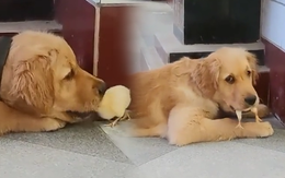 Những chú chó thông minh hiểu tiếng người (P6)