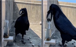 Con quạ thông minh nhặt sỏi bỏ vào chai để uống nước