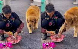 Chú chó có lòng từ bi khi thấy cụ bà làm thịt cá