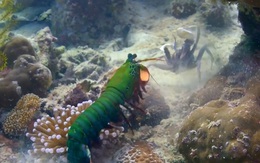 Tôm bọ ngựa tung cú đá tử thần khiến cua bất tỉnh