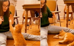 Những chú chó, mèo có tài diễn xuất siêu hài