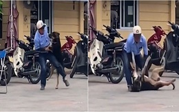 Chú chó '5 lần 7 lượt' bị bác bảo vệ quật ngã