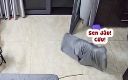 Husky xây xẩm mặt mày khi bị chăn trùm kín người