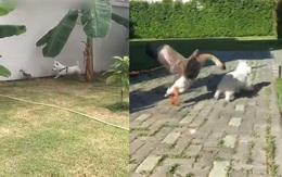 Bị chó con bắt nạt ngày nhỏ, ngỗng báo thù sau 6 tháng