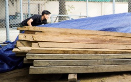 Anh trai giấu gỗ quý trên đất của em trai là trưởng phòng nội vụ, bị phạt 37,5 triệu đồng và thu gỗ