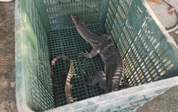 Người dân bắt được kỳ đà nặng 3,5kg tại bờ kênh Tham Lương