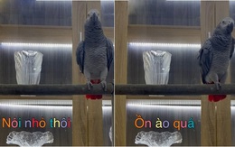 Chú vẹt trách gia chủ nói chuyện ồn ào quá