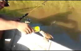 Cá ghé đầu lên mạn thuyền được cần thủ cho uống bia