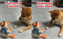 Chú chó ngơ ngác với đồ chơi biết nhại giọng