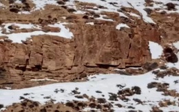 Thử tài tinh mắt: Con báo tuyết đang đứng ở đâu?