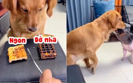 Chú chó lém lỉnh nhường phần thức ăn dở cho bạn