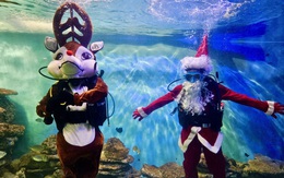Du khách thích thú với ông già Noel, tuần lộc dưới thủy cung ở Viện Hải dương học