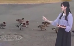 Nữ MC xinh đẹp Nhật Bản hồn nhiên đếm vịt khi dẫn bản tin thời tiết