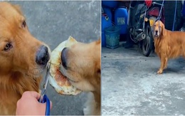 Chú chó hờn dỗi khi sen chia bánh không đều