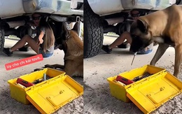 Chú chó biết phụ sen lấy dụng cụ sửa ô tô
