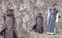 Thần điêu 'mệt mỏi tả tơi' khi bên Dương Quá