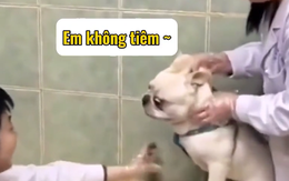 Cười sảng với những chú chó sợ tiêm