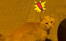 Những chú mèo thông minh hiểu được tiếng người