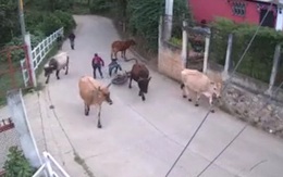 Hai thanh niên chạy xe máy ôm cua tông thẳng vào đàn bò