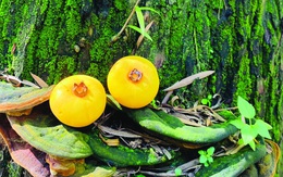 Sân chùa, một trái thị thơm...