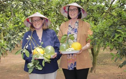 Hai thứ trưởng nông nghiệp Mỹ trầm trồ về bưởi Diễn