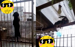 Chú chó leo rào trốn đi chơi siêu đỉnh