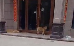 Chú chó 'trả thù' bác sĩ thú y triệt sản mình theo cách lạ ghê!