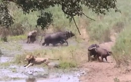 Trâu rừng húc văng sư tử lên trời để cứu con