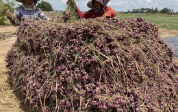 Hơn 200.000 tấn củ hành, mới xuất được 240 tấn