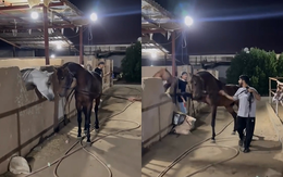 Chú ngựa dỗi cả thế giới đánh đồng bọn sấp mặt