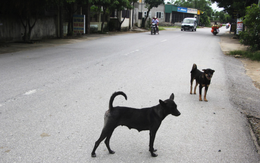 Hai em nhỏ ở Nghệ An tử vong nghi bị chó cắn