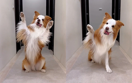 Chú chó biết mở điện thoại để quay video 'tự sướng'