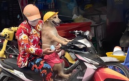 Ảnh vui 27-3: Chú chó sung sướng khi được đi chơi