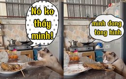 Chú mèo dùng thuật tàng hình để trộm cá khô