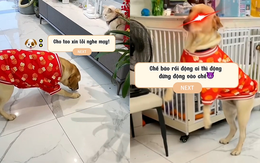 Chú cún Golden xéo xắt trả thù bạn mèo vì ganh tị