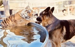 Ảnh vui 8-3: Uống nhầm ánh mắt mà say cả đời!