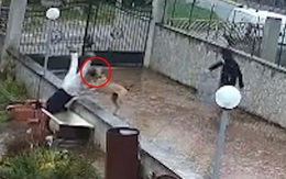 Thanh niên sợ dơ bẩn bị chú chó xô ngã xuống vườn