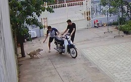 Chàng trai hú hồn với 'chó nhà em ngoan lắm không cắn ai đâu'