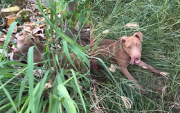 Chú chó chơi trốn tìm với chủ siêu chuyên nghiệp