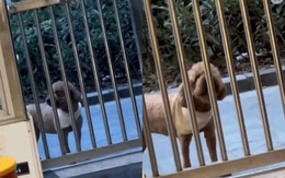 Bị triệt sản, chú chó chạy đi 'mắng' bác sĩ mỗi ngày