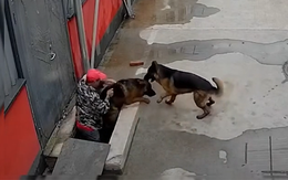 Chú chó ra tay nghĩa hiệp cứu bạn bị ngã xuống hố