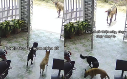 Hai chú chó chạy té khói vì bị bò dọa