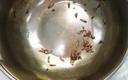 Hàng chục con giòi lúc nhúc trong khí quản người đàn ông