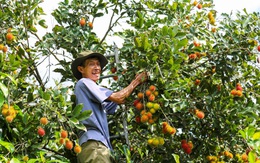 Hè về đất thép Củ Chi thưởng thức hoa thơm trái ngọt