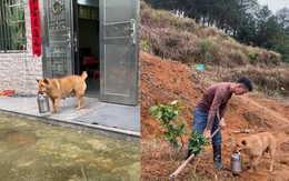 Chú chó hiểu chuyện, biết mang cơm ra đồng cho ông chủ